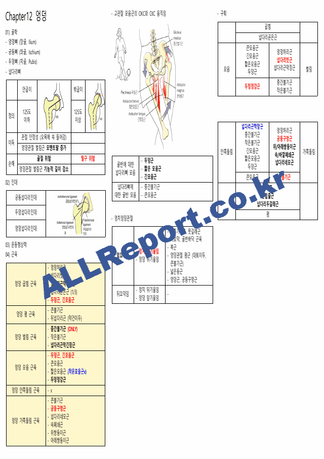 뉴만(해부학,운동학) 정리본(카셉시험) (8 페이지)